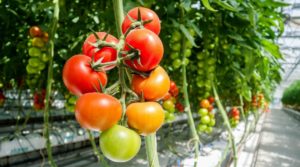 Чем подкормить помидоры, чтобы они выросли крупными и сладкими