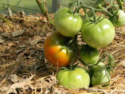 Выдержат холод и дождь: эти 2 сорта томатов идеальны для регионов со сложным климатом