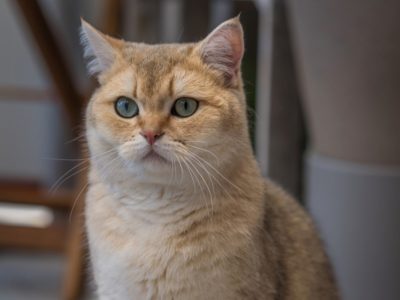 Кошка британской породы pixabay.com