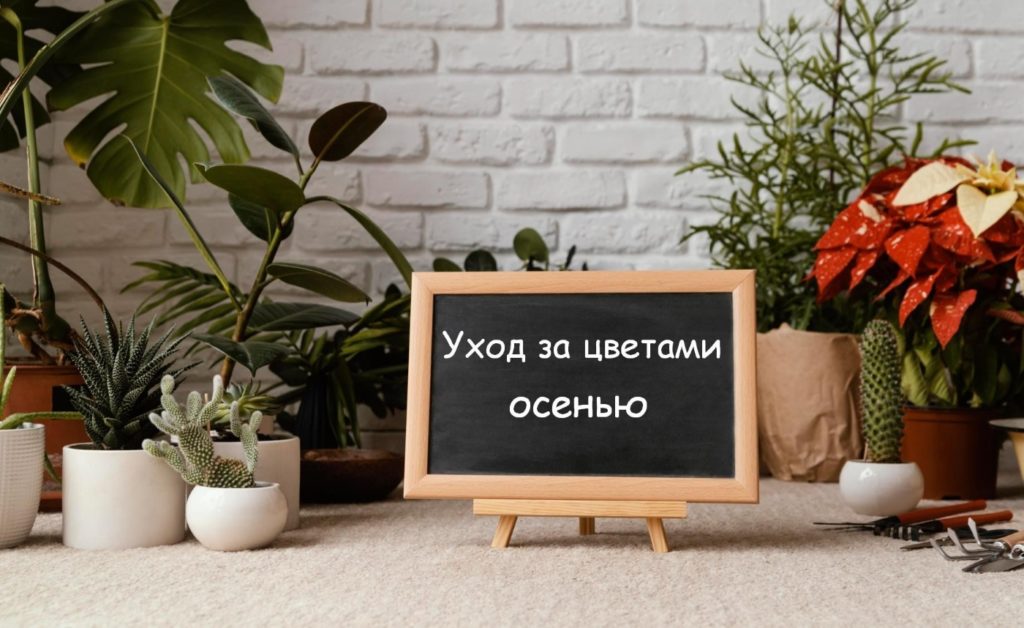 Уход за цветами осенью freepik.com