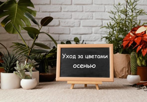 Уход за цветами осенью freepik.com