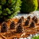 Сосновые шишки использованы как мульча на дачной клумбе